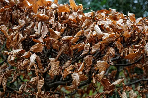 brown dried leaves on a beech hedge autumn close-up