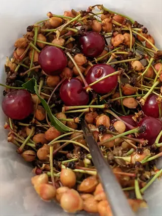 brown rot cherries mixed with stems and pits in a white bowl