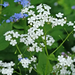 brunnera betty bowring with clusters of small white flowers and green leaves