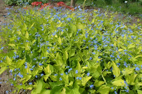 brunnera diane gold with bright lime leaves and small blue flowers in a garden bed