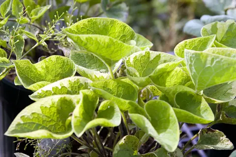 brunnera hadspen cream with green variegated leaves in a garden pot
