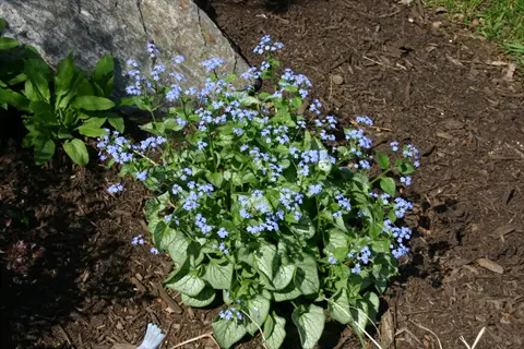 brunnera jack diamonds with blue flowers and silver-green leaves in a mulched garden bed