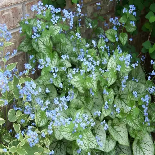 brunnera jack frost with silver-green leaves and clusters of tiny blue flowers