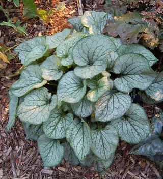 brunnera jack frost with silver heart-shaped leaves and green veining in a garden