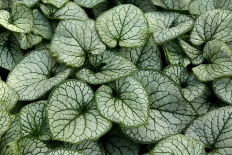 brunnera looking glass silver heart-shaped leaves with green veins