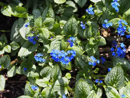brunnera sea heart with silver-veined leaves and clusters of small blue flowers