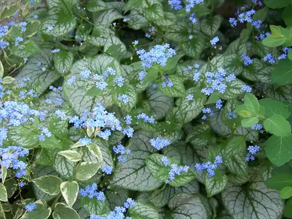 brunnera silver heart with silver-veined leaves and clusters of tiny blue flowers