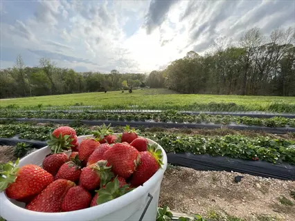 bucket of strawberries at a fresh berry farm with rows of plants and trees