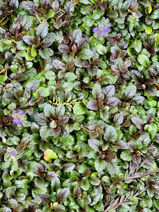 bugleweed ajuga groundcover with glossy purple-green leaves and small violet flowers