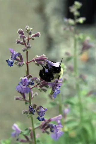 bumblebee feeding on purple walker's low catmint flowers