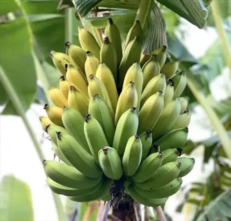 bunch of green manzano apple banana growing on a banana plant