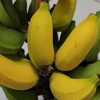bunch of ripe and green lady finger banana fruits close up