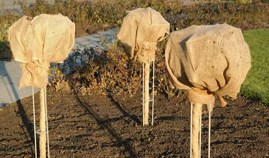 burlap wrapped shrub covers protecting small garden shrubs in winter