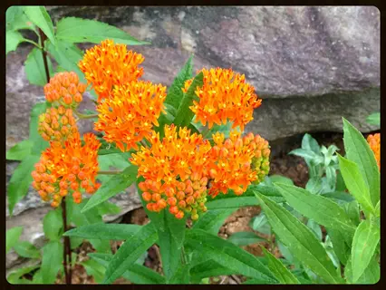 butterfly weed orange flowers blooming among green leaves near a rock