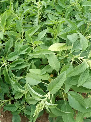 callaloo amaranth leaves garden with dense green foliage and flower clusters
