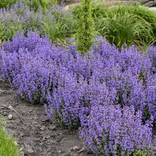 cat's pajamas catmint with dense purple flowers in a garden bed
