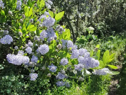 ceanothus blue flowers blooming on a sunny green garden shrub