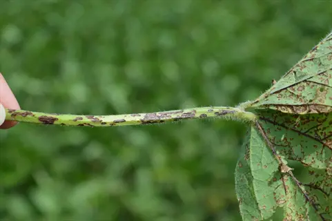 cherry leaf spot disease on a spotted leaf and stem held outdoors