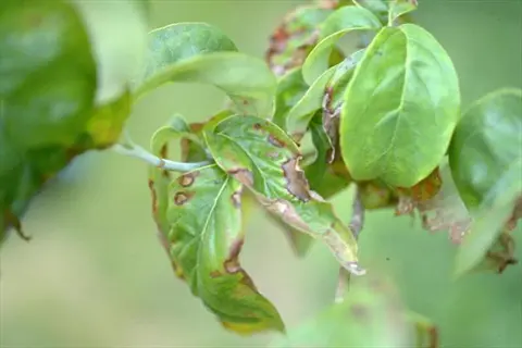 chloride plant leaf wilting with brown scorched edges on green leaves