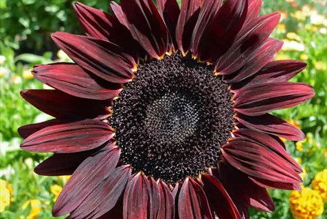 chocolate cherry sunflower with deep burgundy petals and dark center in garden