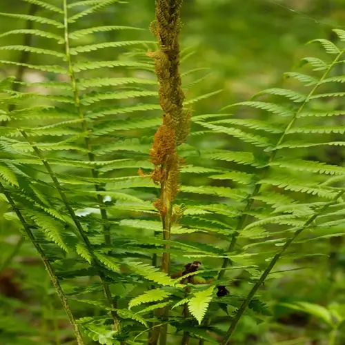 cinnamon fern clump with green fronds and a tall rusty fertile spike in a forest understory