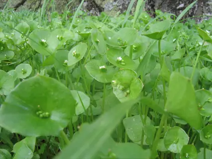 claytonia miners lettuce with round green leaves and tiny white flowers growing in grass