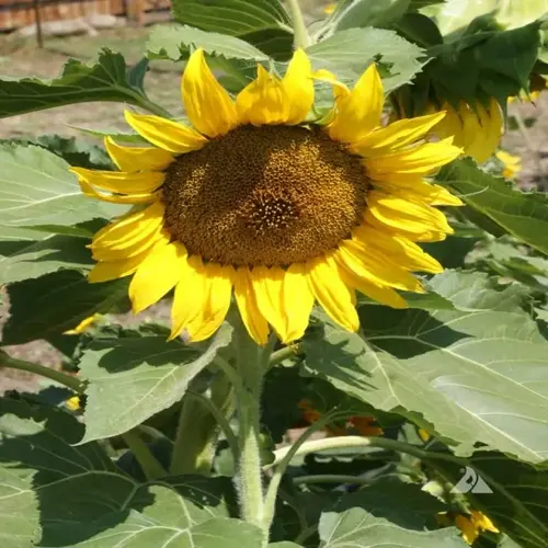 close-up of a blooming sunflower variety field with yellow petals and green leaves