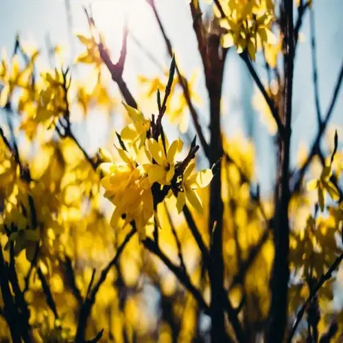 close-up of a flowering forsythia shrub with yellow blossoms in sunlight