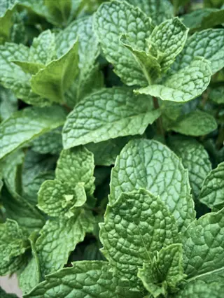 close-up of a fresh peppermint plant with vibrant green textured leaves