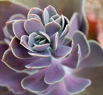 close-up of a large purple sempervivum rosette with soft blurred leaves behind
