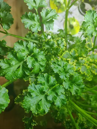 close-up of a lush parsley plant garden with fresh green leaves