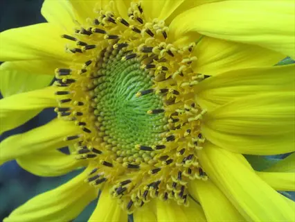 close-up of a mammoth russian sunflower with yellow petals and green seed head