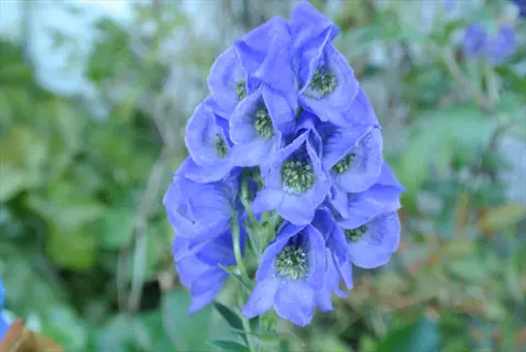close-up of aconitum arendsii blue flowers in a garden
