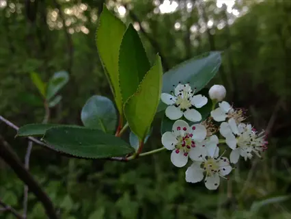 close-up of black chokeberry flowers and green leaves in a woodland setting