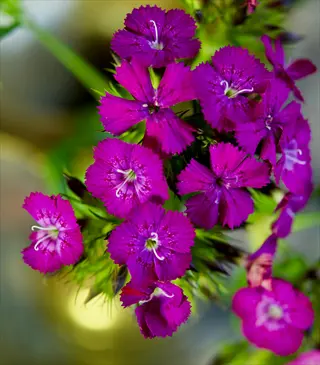 close-up of bright purple sweet william flowers with green foliage