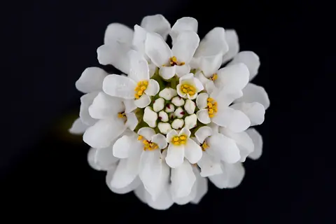 close-up of candytuft white flowers with yellow centers against a dark background