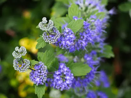 close-up of caryopteris blue flowers with green leaves in a garden