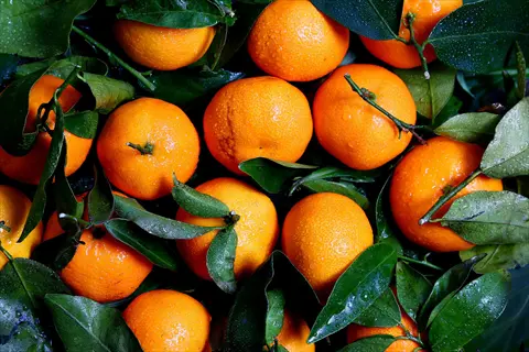 close-up of clementine mandarin tree fruit with glossy green leaves and orange citrus