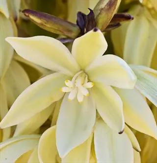 close-up of creamy white yucca flower spike blossoms with pale yellow petals