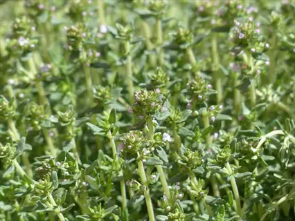 close-up of flowering thyme herb plant with small green leaves