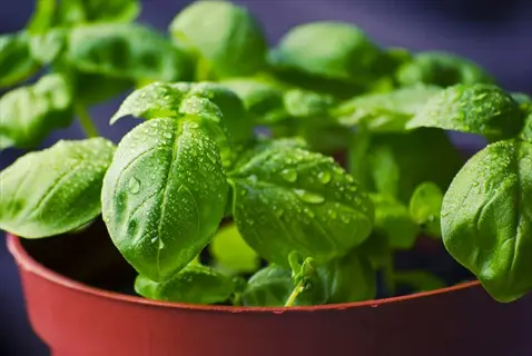close-up of fresh basil plant leaves with water droplets in a red pot
