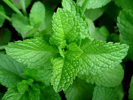 close-up of fresh green mint plant leaves growing in a garden
