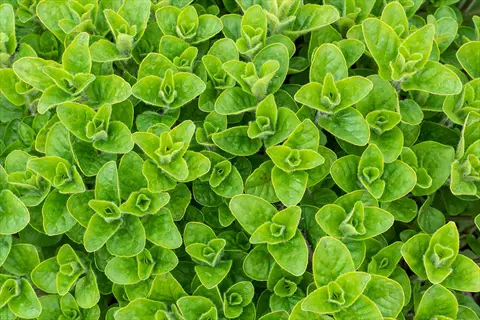 close-up of fresh green oregano plant garden leaves
