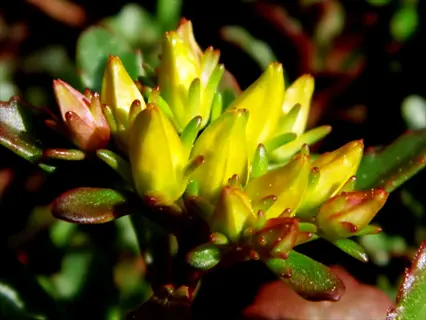 close-up of fuldaglut sedum with yellow-green buds and reddish succulent leaves