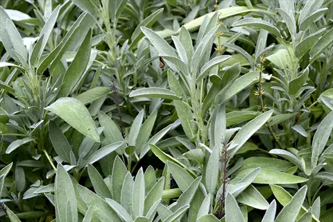 close-up of garden sage leaves growing in a dense herb patch