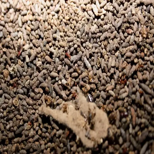 close-up of granular bat guano fertilizer with small ants on the surface