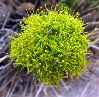 close-up of green ball dianthus flower with bright green clustered blooms