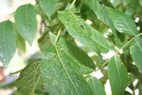 close-up of green black walnut leaves with small brown spots in sunlight