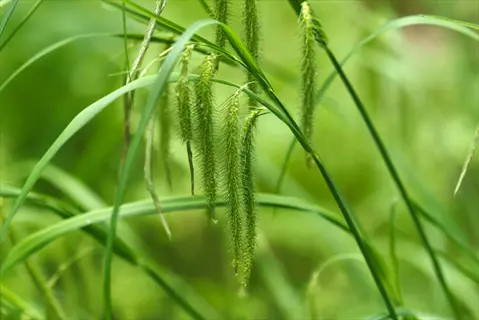 close-up of green pennsylvania sedge seed heads and arching leaves