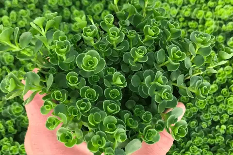 close-up of john creech sedum with green rosette leaves held in a hand